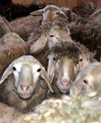 Behandlung von kleinen Wiederkäuern